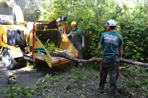 tree services Cactus Forest